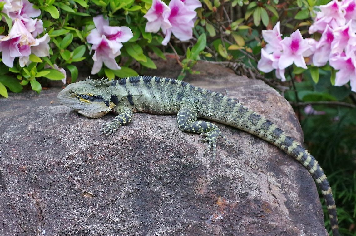 Australian Water dragon (Physignathus lesueurii) Mount Coot Tha Gardens, Brisbane, QLD. Aug 13, 2015. Australia,Geotagged,Physignathus lesueurii,Water dragon,Winter