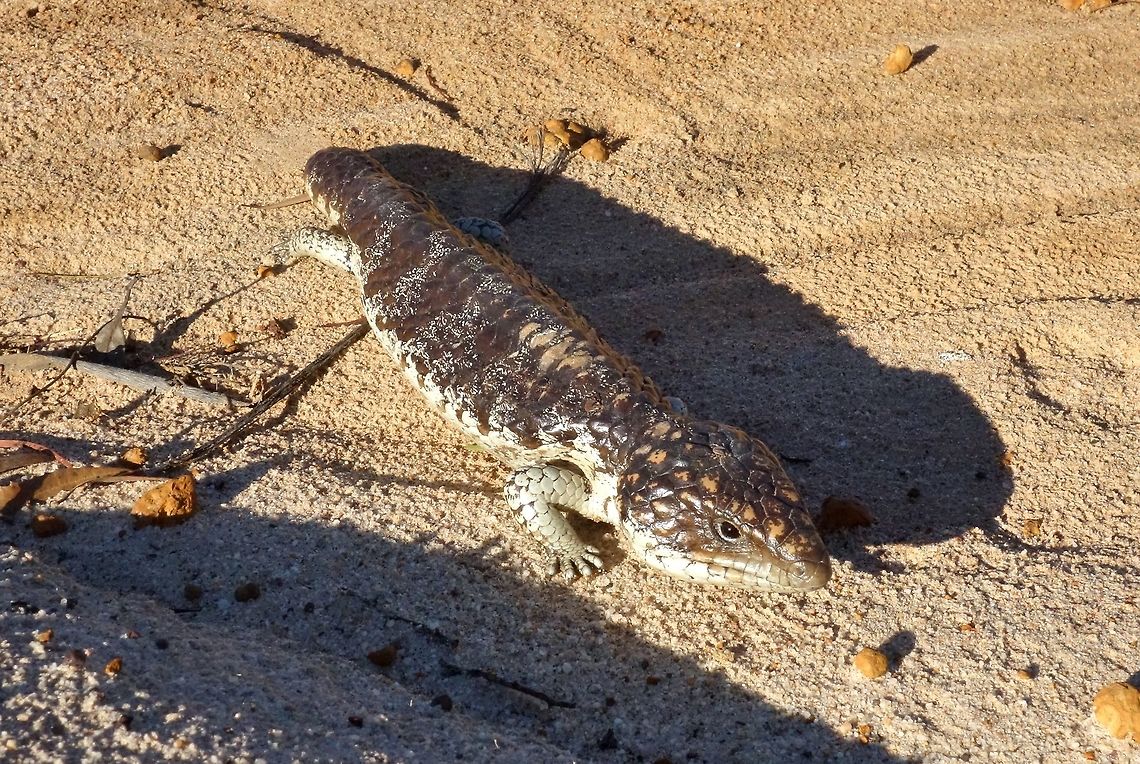 Bobtail Skink (Tiliqua rugosa) Corackerup Nature Reserve, WA. AUg 15, 2015. Australia,Bobtail Skink,Geotagged,Tiliqua rugosa,Winter