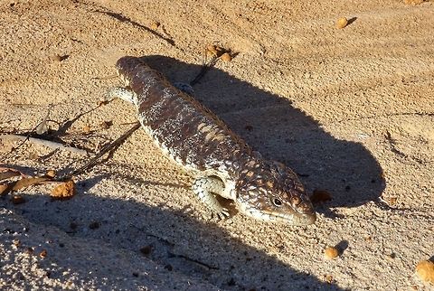 Bobtail Skink (Tiliqua rugosa) Corackerup Nature Reserve, WA. AUg 15, 2015. Australia,Bobtail Skink,Geotagged,Tiliqua rugosa,Winter