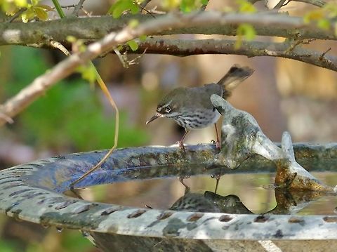 White-browed Scrubwren (Sericornis frontalis) Cordingup, Ravensthorpe, WA. Aug 16, 2015. Australia,Geotagged,Sericornis frontalis,White-browed Scrubwren,Winter