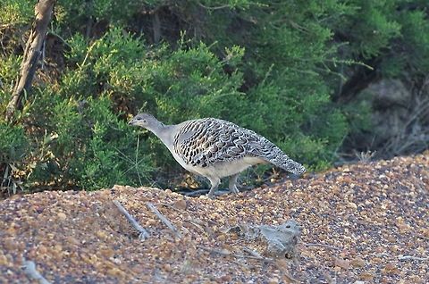 Malleefowl (Leipoa ocellata) Corackerup Nature Reserve, WA. AUg 15, 2015. Australia,Geotagged,Leipoa ocellata,Malleefowl,Winter