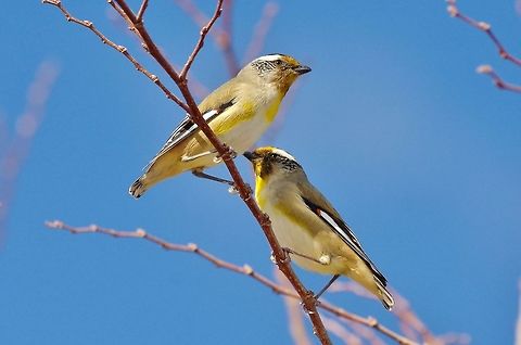 Striated Pardalote (Pardalotus striatus) couple. Cordingup, Ravensthorpe, WA. Aug 16, 2015. Australia,Geotagged,Pardalotus striatus,Striated Pardalote,Winter