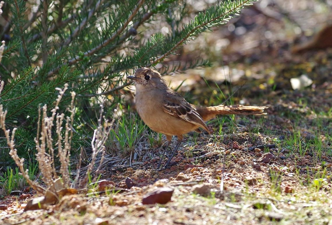 Southern scrub robin (Drymodes brunneopygia) Cordingup, Ravensthorpe, WA. Aug 16, 2015. Australia,Drymodes brunneopygia,Geotagged,Southern scrub robin,Winter