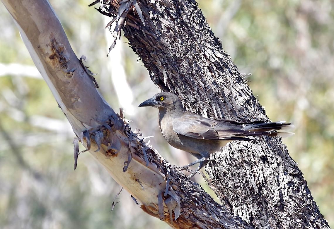 Grey currawong (Strepera versicolor) Cordingup, Ravensthorpe, WA. Aug 16, 2015. Australia,Geotagged,Grey currawong,Strepera versicolor,Winter