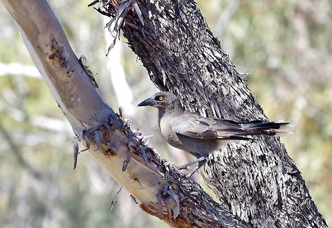 Grey currawong (Strepera versicolor) Cordingup, Ravensthorpe, WA. Aug 16, 2015. Australia,Geotagged,Grey currawong,Strepera versicolor,Winter