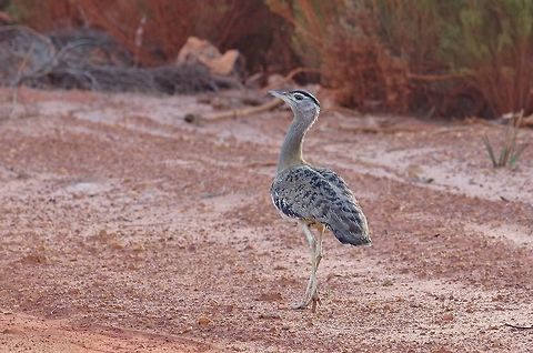 Australian bustard (Ardeotis australis) Norseman road, WA. Aug 16, 2015. Ardeotis australis,Australia,Australian bustard,Geotagged,Winter
