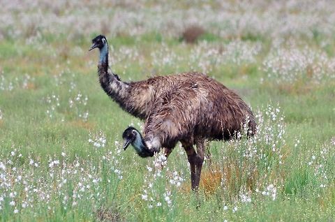 Emu (Dromaius novaehollandiae) Fraser Range Station, WA. Aug 18, 2015. Australia,Dromaius novaehollandiae,Emu,Geotagged,Winter