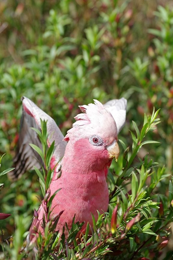 Galah (Eolophus roseicapilla) Fraser Range Station, WA. Aug 18, 2015. Australia,Eolophus roseicapilla,Galah,Geotagged,Winter