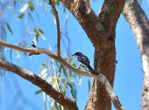 Paperbark flycatcher (Myiagra nana) Cockatoo Creek, Willare, WA. Aug 21, 2015. Australia,Geotagged,Myiagra nana,Paperbark flycatcher,Winter