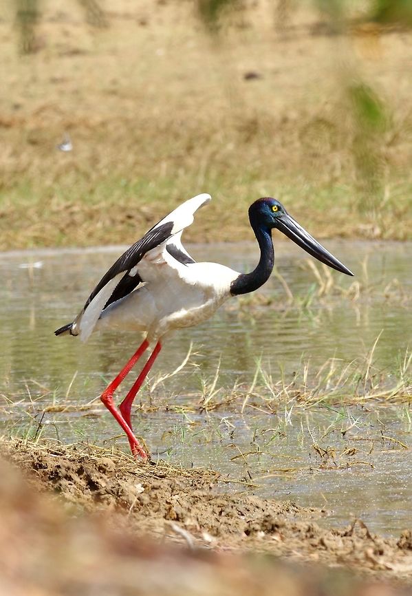 Black-necked Stork (Ephippiorhynchus asiaticus) Cockatoo Creek, Willare, WA. Aug 21, 2015. Australia,Black-necked Stork,Ephippiorhynchus asiaticus,Geotagged,Winter