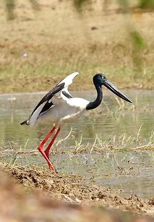 Black-necked Stork (Ephippiorhynchus asiaticus) Cockatoo Creek, Willare, WA. Aug 21, 2015. Australia,Black-necked Stork,Ephippiorhynchus asiaticus,Geotagged,Winter