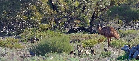 Emu father with chicks Fraser range station, WA. Aug 18, 2015. Australia,Dromaius novaehollandiae,Emu,Geotagged,Winter