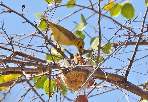 Yellow-tinted honeyeater (Ptilotula flavescens) feeding its chicks. Windjana Gorge National Park, WA. Aug 22, 2015. Australia,Geotagged,Ptilotula flavescens,Winter,Yellow-tinted honeyeater