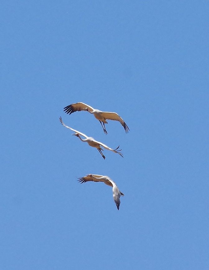 Brolgas (Grus rubicunda) Windjana Gorge National Park, WA. Aug 22, 2015. Australia,Brolga,Geotagged,Grus rubicunda,Winter