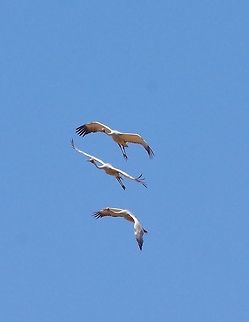 Brolgas (Grus rubicunda) Windjana Gorge National Park, WA. Aug 22, 2015. Australia,Brolga,Geotagged,Grus rubicunda,Winter