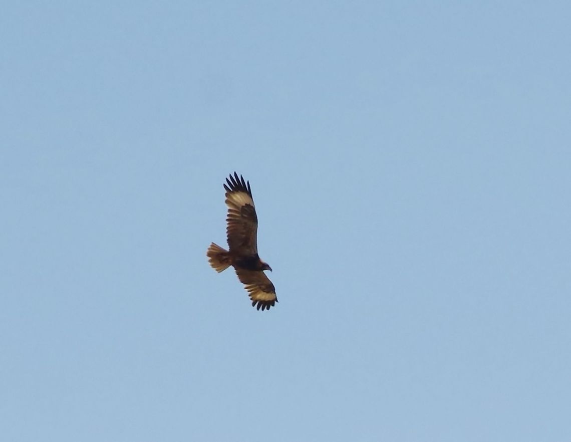 Black-breasted buzzard (Hamirostra melanosternon) Gibb River road, WA. AUg 22, 2015. Australia,Black-breasted buzzard,Geotagged,Hamirostra melanosternon,Winter