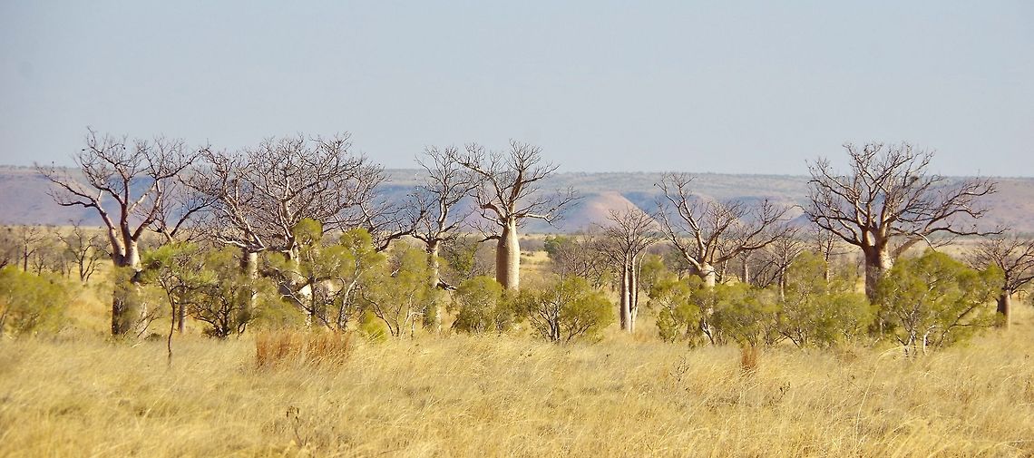 Boabs (Adansonia gregorii) Gibb River road, WA. Aug 22, 2015. Adansonia gregorii,Australia,Boab,Geotagged,Winter