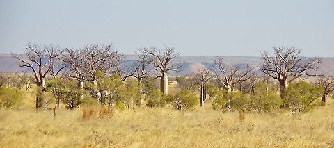 Boabs (Adansonia gregorii) Gibb River road, WA. Aug 22, 2015. Adansonia gregorii,Australia,Boab,Geotagged,Winter