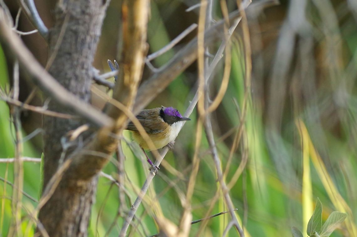 Purple-crowned fairywren (Malurus coronatus) Mornington Wildlife Sanctuary, WA. Aug 23, 2015. Australia,Geotagged,Malurus coronatus,Purple-crowned fairywren,Winter