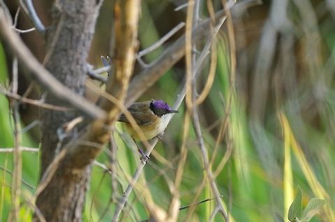 Purple-crowned fairywren (Malurus coronatus) Mornington Wildlife Sanctuary, WA. Aug 23, 2015. Australia,Geotagged,Malurus coronatus,Purple-crowned fairywren,Winter