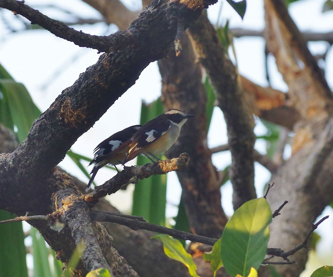 Buff-sided robins (Poecilodryas cerviniventris) Mornington Wildlife Sanctuary, WA. Aug 23, 2015. Australia,Buff-sided robin,Geotagged,Poecilodryas cerviniventris,Winter