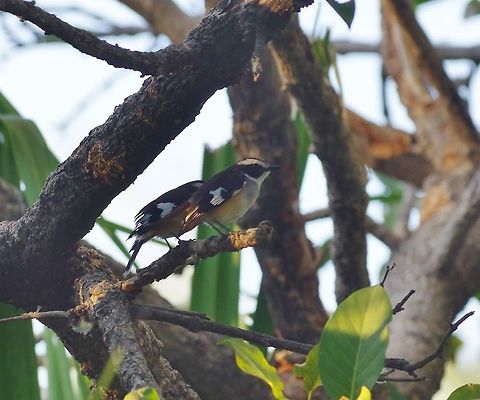 Buff-sided robins (Poecilodryas cerviniventris) Mornington Wildlife Sanctuary, WA. Aug 23, 2015. Australia,Buff-sided robin,Geotagged,Poecilodryas cerviniventris,Winter