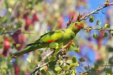 Red-winged parrot (Aprosmictus erythropterus) female Mornington Wildlife Sanctuary, WA. Aug 23, 2015. Aprosmictus erythropterus,Australia,Geotagged,Red-winged parrot,Winter
