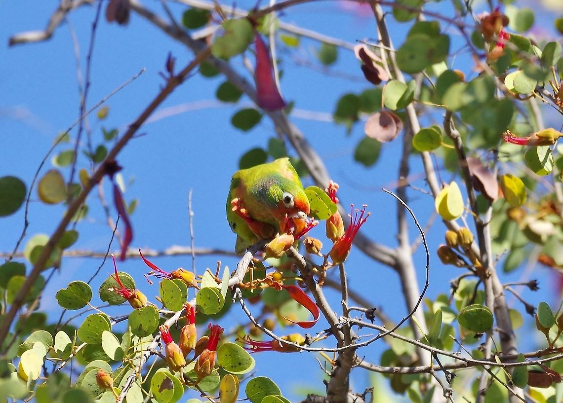 Varied lorikeet (Psitteuteles versicolor) Mornington Wildlife Sanctuary, WA. Aug 23, 2015. Australia,Geotagged,Psitteuteles versicolor,Varied lorikeet,Winter