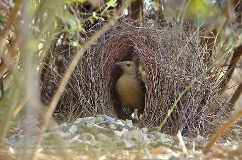 Great bowerbird (Chlamydera nuchalis) in its bower. Mornington Wildlife Sanctuary, WA. Aug 24, 2015. Australia,Chlamydera nuchalis,Geotagged,Great bowerbird,Winter