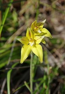 Cowslip Orchid (Caladenia flava) Perth, WA. Aug 27, 2015. Australia,Caladenia flava,Cowslip Orchid,Geotagged,Winter