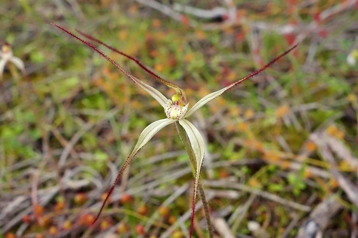 Caladenia dimidia (Orchidaceae) Norseman, WA. Aug 17, 2015. Australia,Caladenia dimidia,Geotagged,Winter