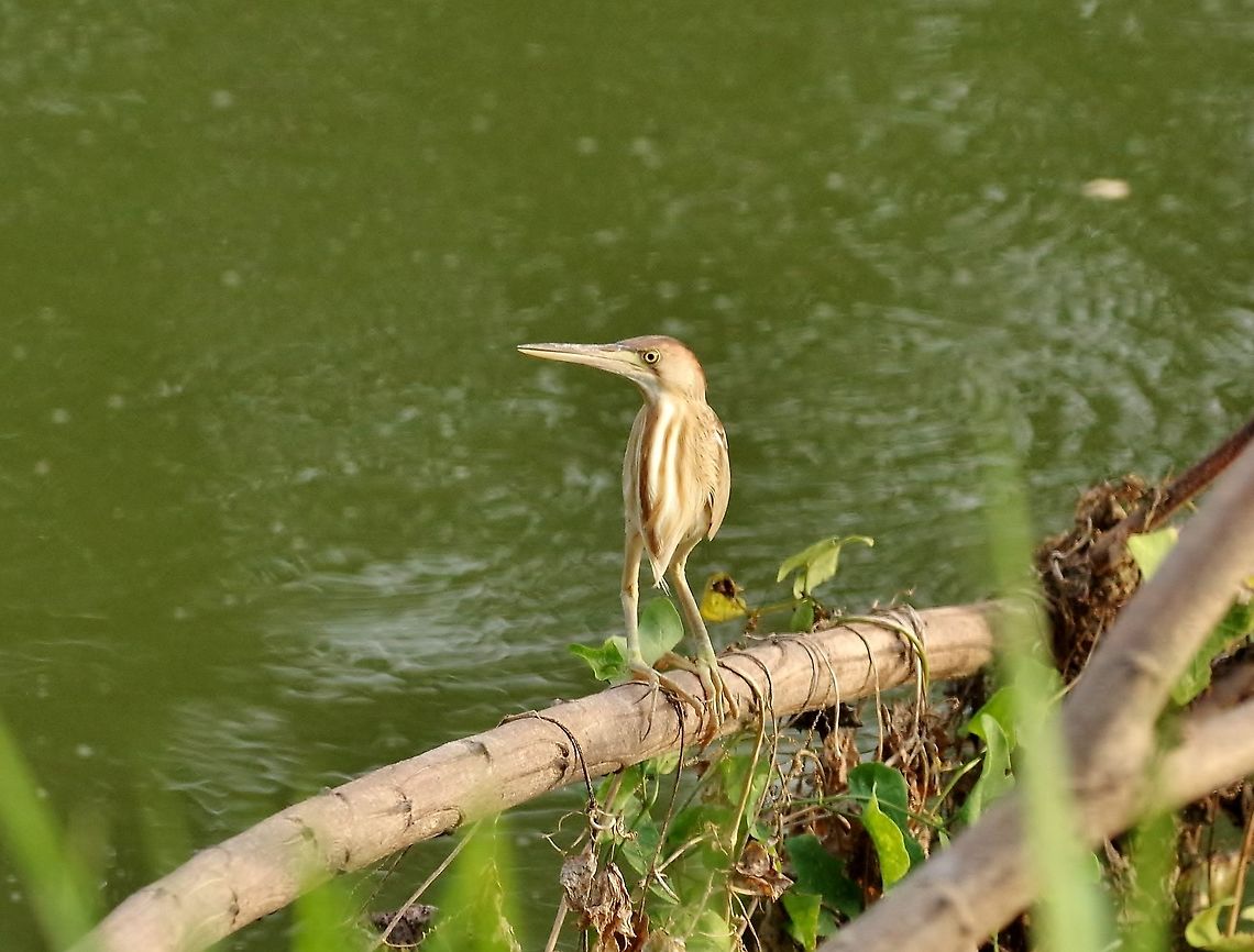 Yellow Bittern (Ixobrychus sinensis) Ayutthaya, Thailand. May 13, 2015. Geotagged,Ixobrychus sinensis,Spring,Thailand,Yellow Bittern