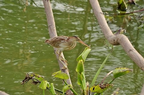 Yellow Bittern (Ixobrychus sinensis) fishing. Ayutthaya, Thailand. May 13, 2015. Geotagged,Ixobrychus sinensis,Spring,Thailand,Yellow Bittern