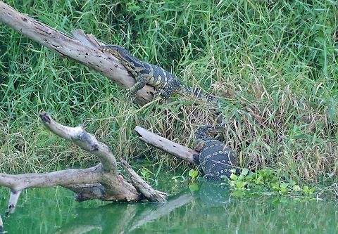 Water Monitor (Varanus salvator) Ayutthaya, Thailand. May 12, 2015. Geotagged,Spring,Thailand,Varanus salvator,Water Monitor