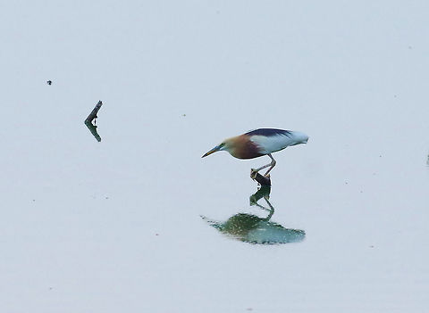 Javan pond heron (Ardeola speciosa) Ayutthaya, Thailand. May 13, 2015. Ardeola speciosa,Geotagged,Javan pond heron,Spring,Thailand