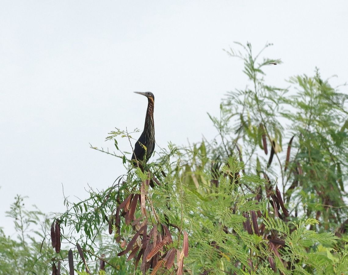 Black bittern (Ixobrychus flavicollis) Ayutthaya, Thailand. May 13, 2015. Black bittern,Geotagged,Ixobrychus flavicollis,Spring,Thailand