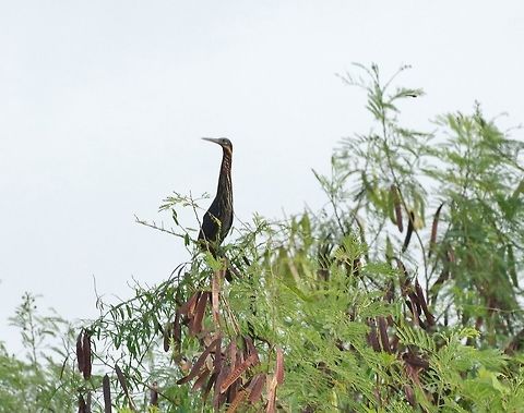 Black bittern (Ixobrychus flavicollis) Ayutthaya, Thailand. May 13, 2015. Black bittern,Geotagged,Ixobrychus flavicollis,Spring,Thailand