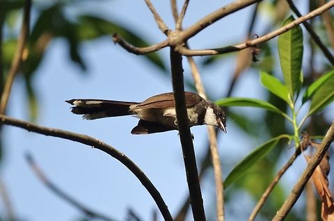 Malaysian pied-fantail (Rhipidura javanica) Sri Nakorn Khuean Khan Park, Bangkok, Thailand. Apr 19, 2015. Geotagged,Malaysian pied-fantail,Rhipidura javanica,Spring,Thailand