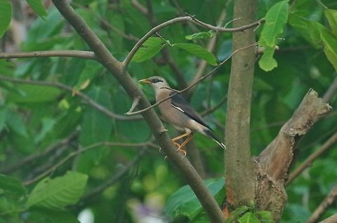 Vinous-breasted starling (Acridotheres burmannicus) Sri Nakorn Khuean Khan Park, Bangkok, Thailand. Apr 19, 2015. Acridotheres burmannicus,Geotagged,Spring,Thailand,Vinous-breasted starling