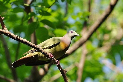Pink-necked green pigeon (Treron vernans) Sri Nakorn Khuean Khan Park, Bangkok, Thailand. Apr 19, 2015. Geotagged,Spring,Thailand,Treron vernans,pink necked green pigeon