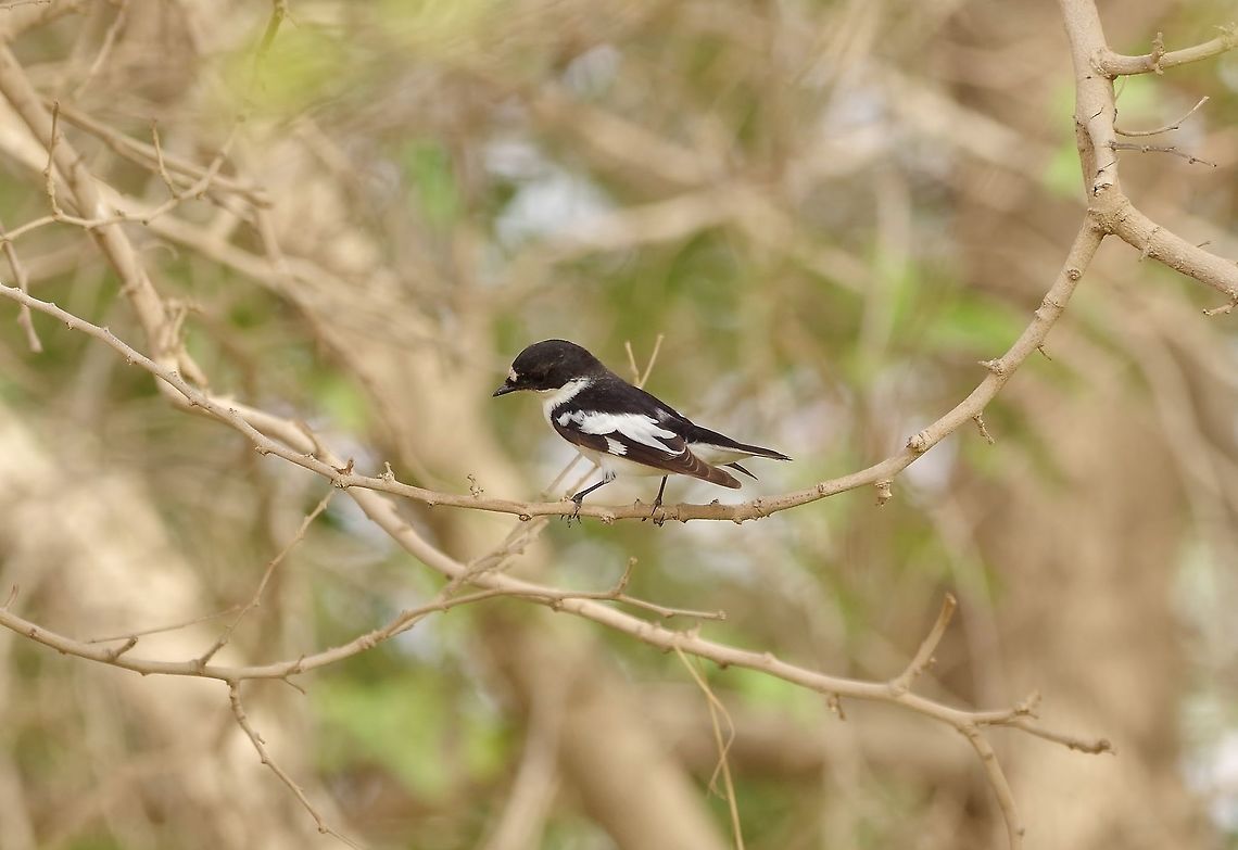 Semi-collared flycatcher (Ficedula semitorquata) Kibbutz Lotan, Israel. Mar 27, 2015. Ficedula semitorquata,Geotagged,Israel,Semi-collared flycatcher,Spring
