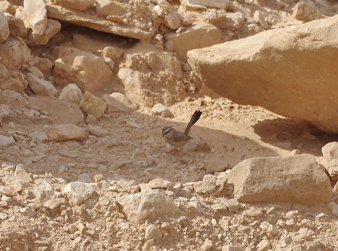 Streaked scrub warbler (Scotocerca inquieta) Nahal Qetura, Kibbutz Lotan, Israel. Mar 27, 2015. Geotagged,Israel,Scotocerca inquieta,Spring,Streaked scrub warbler