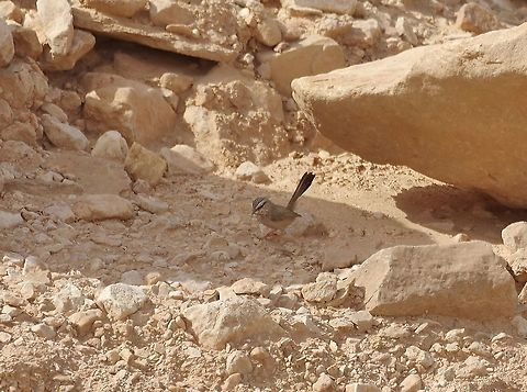 Streaked scrub warbler (Scotocerca inquieta) Nahal Qetura, Kibbutz Lotan, Israel. Mar 27, 2015. Geotagged,Israel,Scotocerca inquieta,Spring,Streaked scrub warbler
