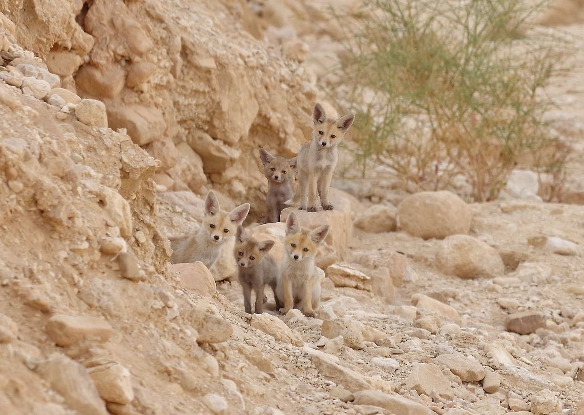 Arabian red fox (Vulpes vulpes arabica) cubs Nahal Qetura, Kibbutz Lotan, Israel. Mar 27, 2015. Arabian red fox,Geotagged,Israel,Spring,Vulpes vulpes arabica