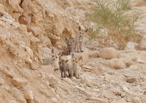 Arabian red fox (Vulpes vulpes arabica) cubs Nahal Qetura, Kibbutz Lotan, Israel. Mar 27, 2015. Arabian red fox,Geotagged,Israel,Spring,Vulpes vulpes arabica