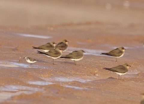 Collared pratincoles (Glareola pratincola) Eilat salt ponds, Israel. Mar 29, 2015. Geotagged,Glareola pratincola,Israel,Spring,collared pratincole