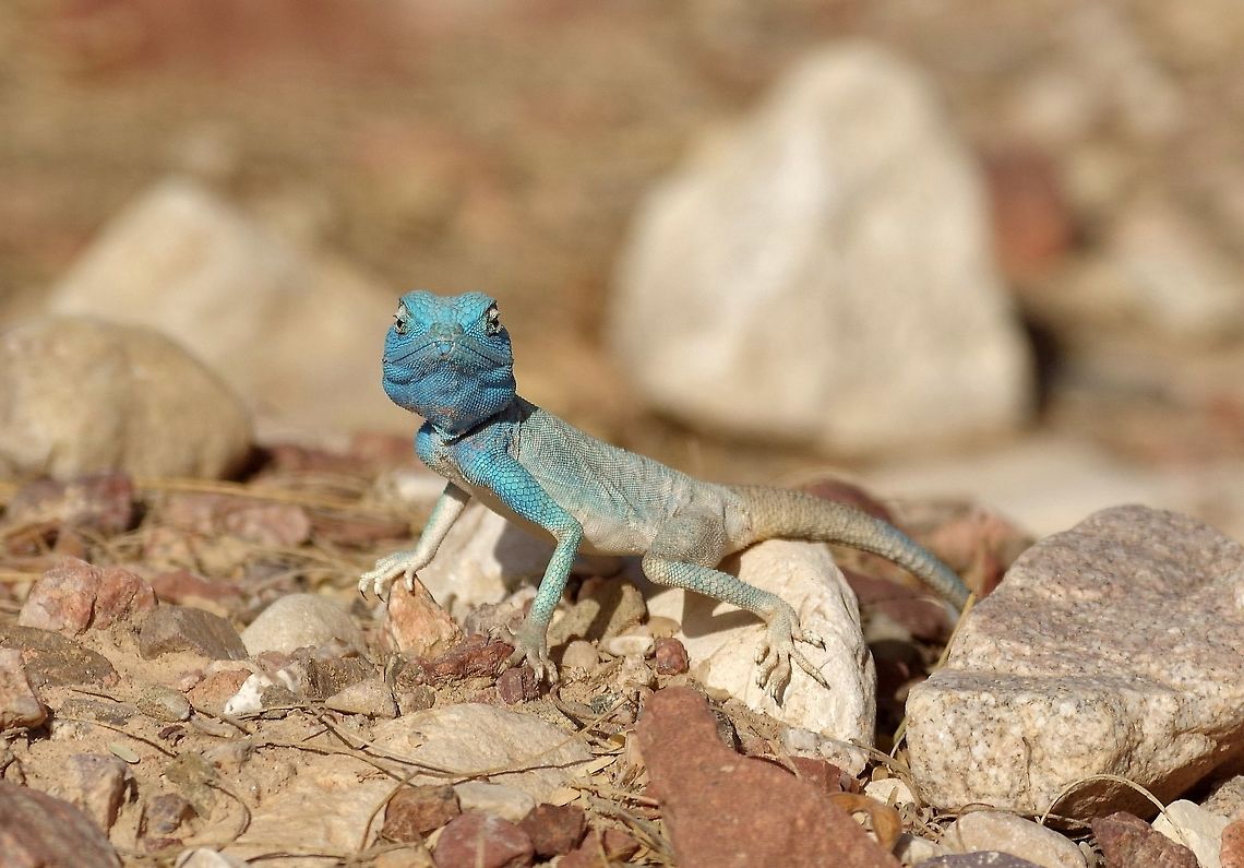 Sinai agama (Pseudotrapelus sinaitus) Holland park, Eilat, Israel. Mar 30, 2015. Geotagged,Israel,Pseudotrapelus sinaitus,Sinai agama,Spring