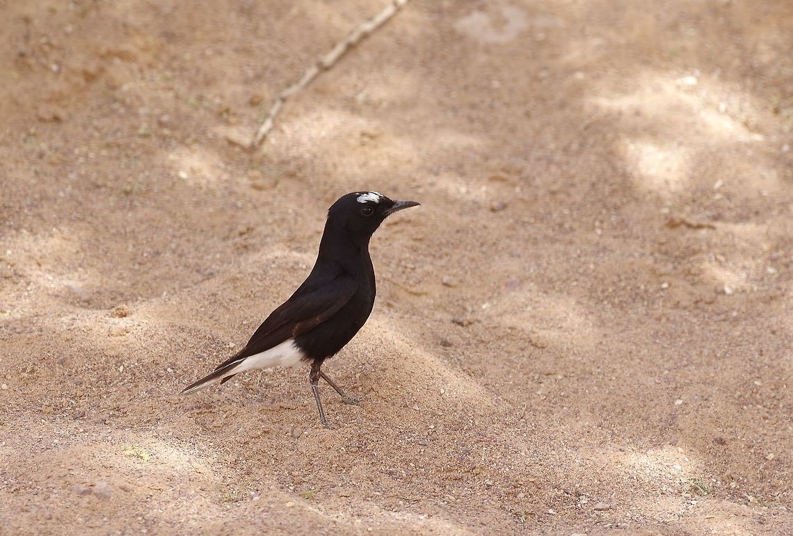 White-crowned wheatear (Oenanthe leucopyga) Red Canyon, Israel. Mar 30, 2015. Geotagged,Israel,Oenanthe leucopyga,Spring,White-crowned wheatear