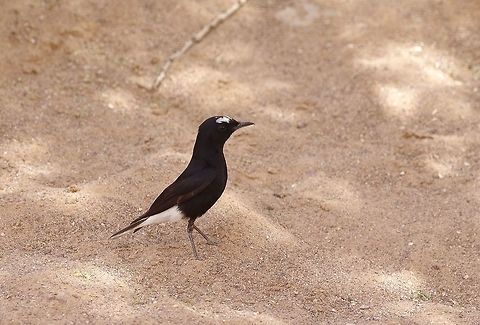 White-crowned wheatear (Oenanthe leucopyga) Red Canyon, Israel. Mar 30, 2015. Geotagged,Israel,Oenanthe leucopyga,Spring,White-crowned wheatear