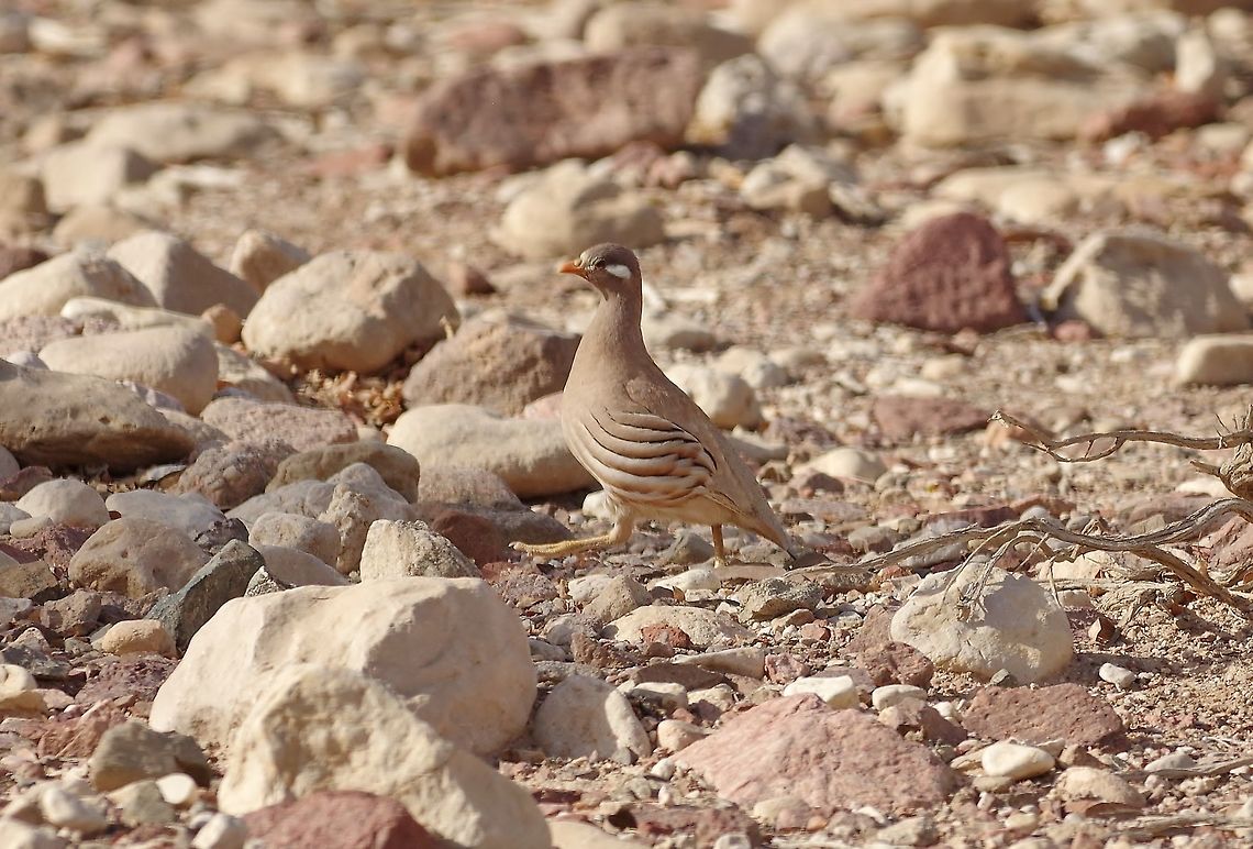 Sand partridge (Ammoperdix heyi) Holland Park, Eilat, Israel. Mar 30, 2015. Ammoperdix heyi,Geotagged,Israel,Sand partridge,Spring